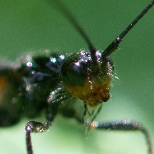 Atanycolus denigrator
